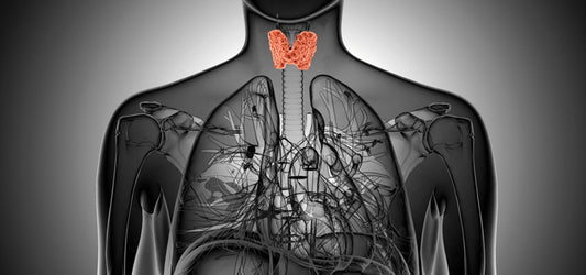 Die Aufgaben der Schilddrüse