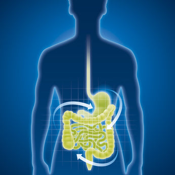 schematische Darstellung Darm